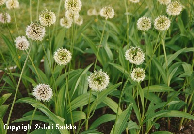  Allium victorialis